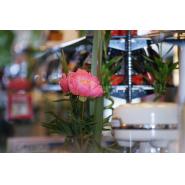 paddedimage185185-DSC06229